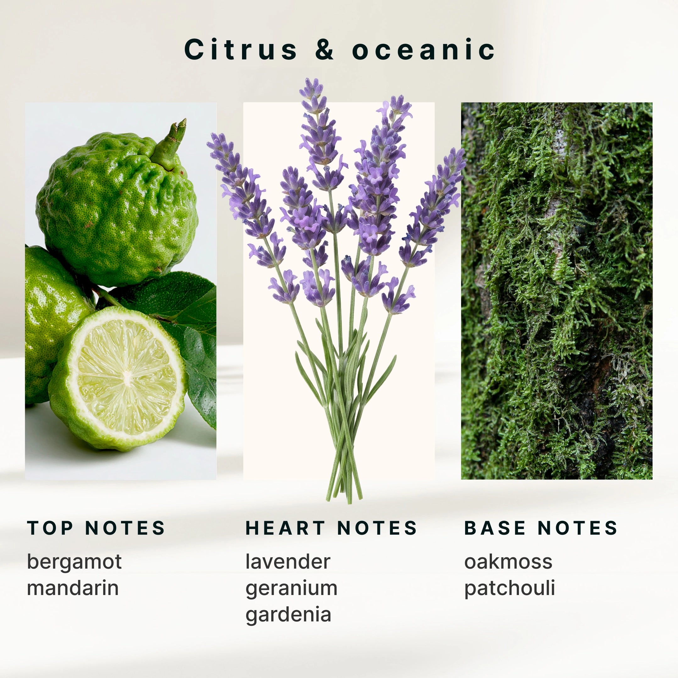 SereneScent Bergamot & Lavender - Image 6