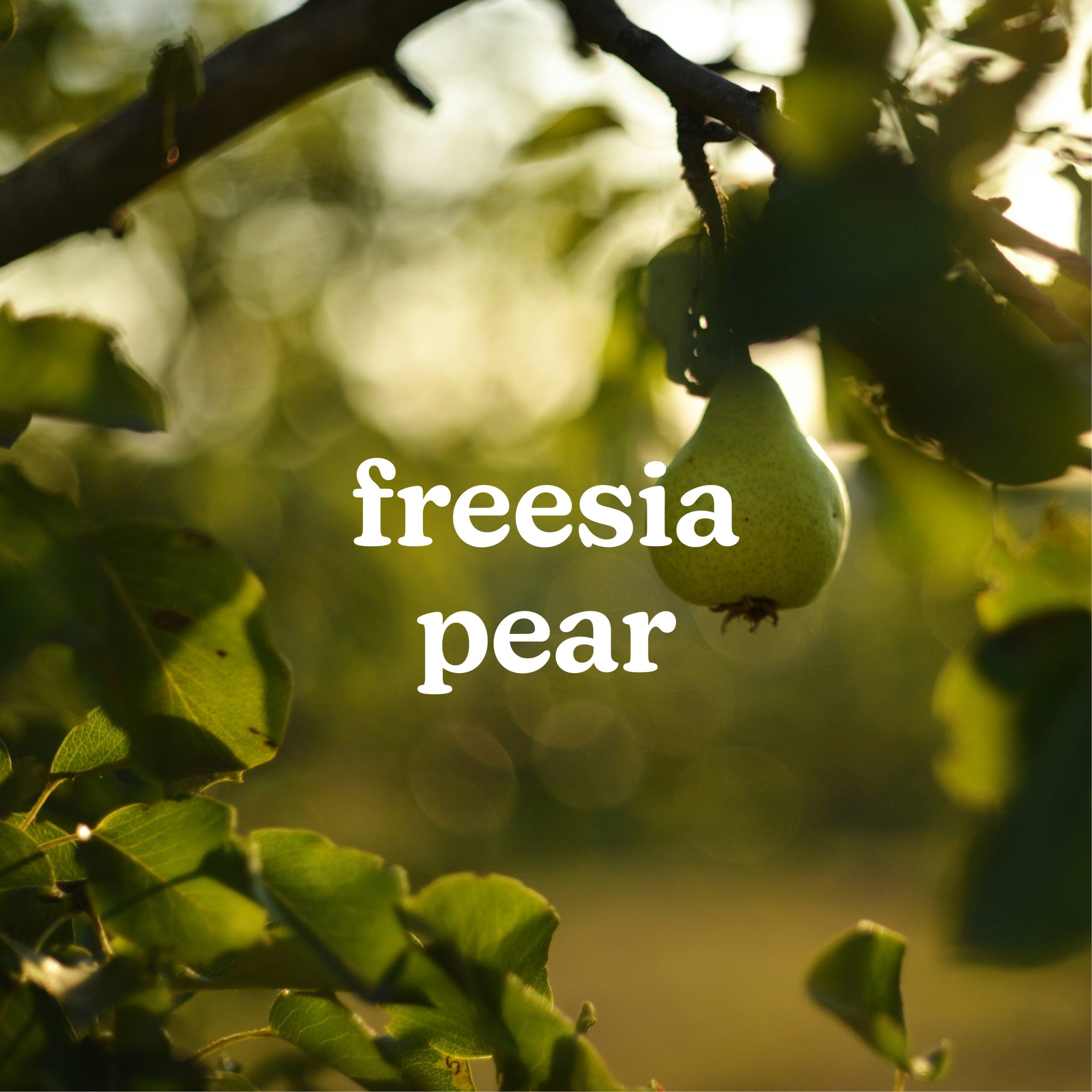 SereneScent Freesia Pear - Image 2
